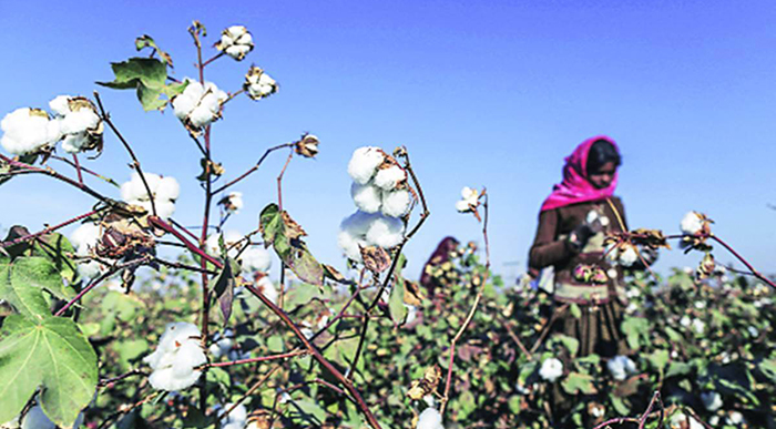 cotton varieties of India